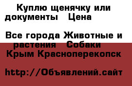 Куплю щенячку или документы › Цена ­ 3 000 - Все города Животные и растения » Собаки   . Крым,Красноперекопск